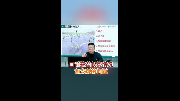 目前蒜苗長勢(shì)情況和發(fā)現(xiàn)的問題 ()
